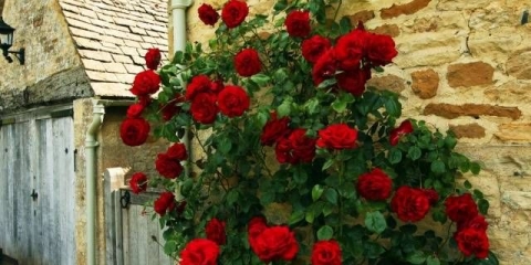 Kako orezati ružu penjaču + video